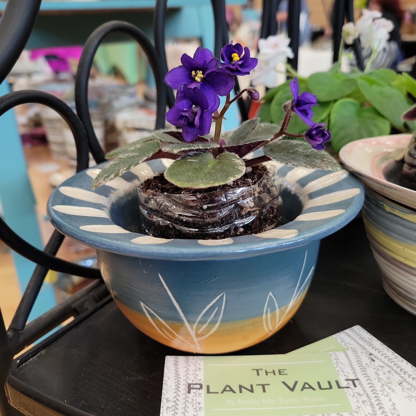 African Violet Pot